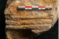 Foto (Detailansicht) von Trigonocarpus sp.  (NHMW-GEO-2024-0188-11160)